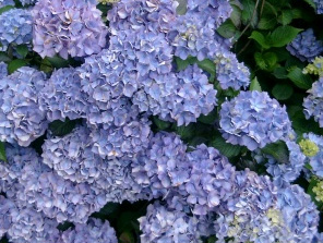 大花绣球“马雷夏尔”