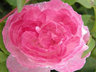 皮埃尔欧格夫人 Mme. Pierre Oger
