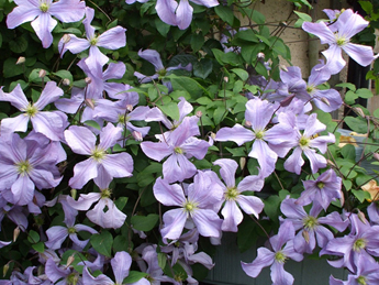 铁线莲“查尔斯王子”Clematis Prince Charles