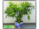 春芋