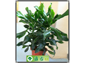 罗纹铁（菲律宾铁）