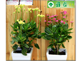 长寿花（十字海棠）