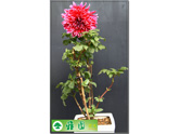 大丽菊