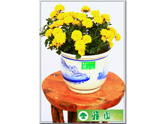 黄菊花