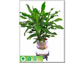 菲律宾铁（罗纹铁）