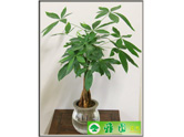小发财树