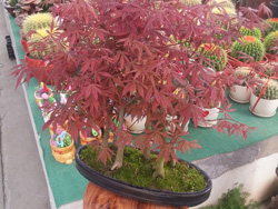 红枫