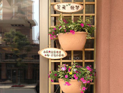 牵牛花